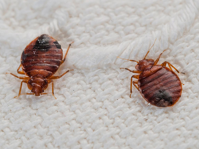 bed-bug-exterminators-midwest-exterminator-plus-crothersville-in-