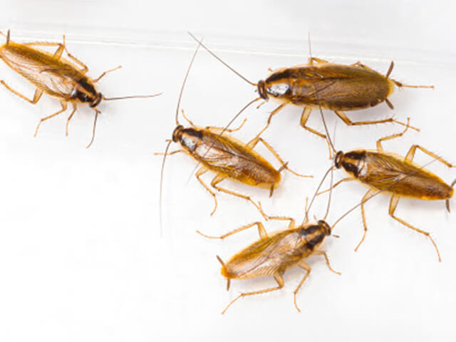 cockroach-removal-midwest-exterminator-plus-crothersville-in-