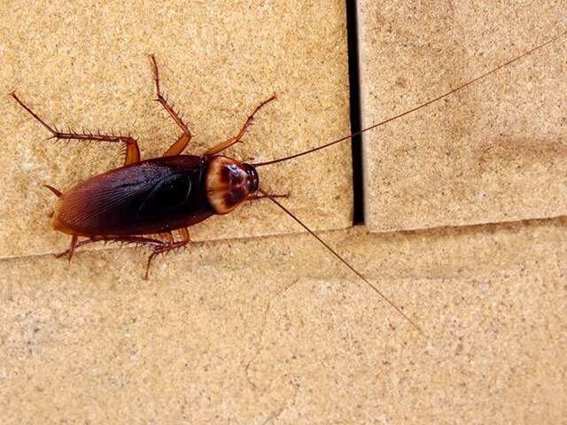 roach-exterminators-midwest-exterminator-plus-crothersville-in