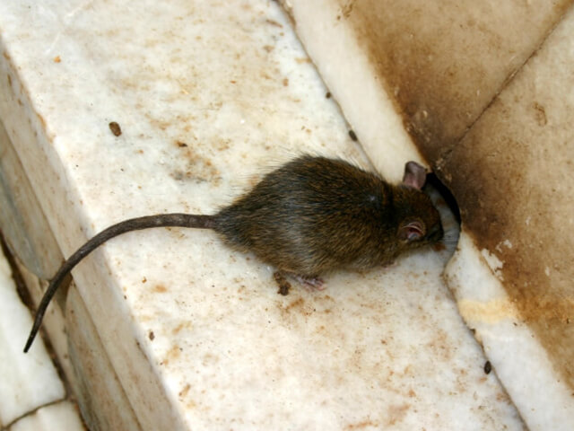 mice-rat-exterminator-midwest-exterminator-plus-crothersville-in