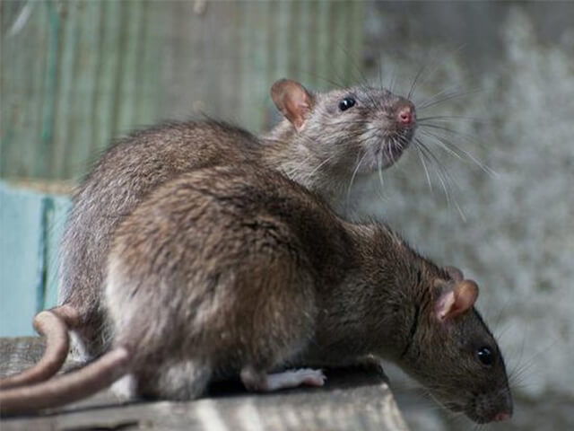 rats-mice-remover-midwest-exterminator-plus-crothersville-in