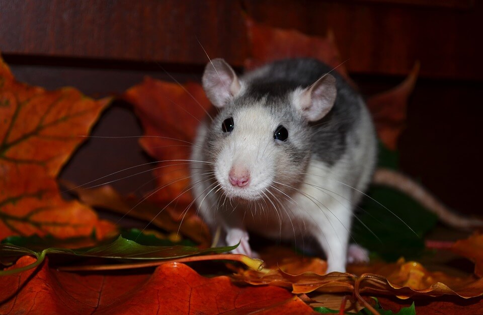 rat-exterminator-midwest-exterminator-plus-crothersville-in